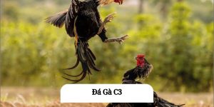 Đá Gà C3 - Hình Thức Cá Cược Được Nhiều Cược Thủ Ưa Chuộng