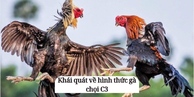 Khái quát về hình thức gà chọi C3